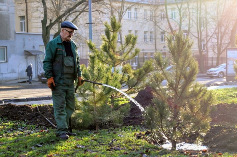 Меценат подарил Одессе 400 сосен – их высадили в Приморском районе