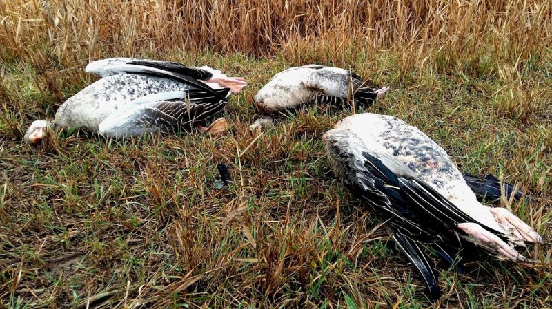 В Одесской области браконьеры отстреливают редких птиц (фото)