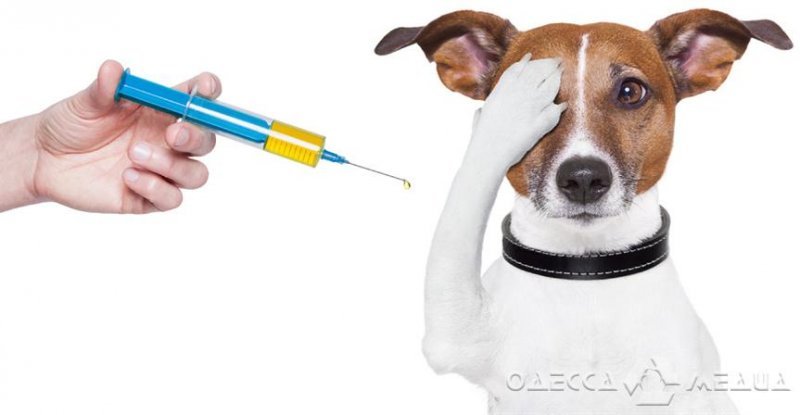 Где в Одессе будут проводить бесплатную вакцинацию животных от бешенства (время, адреса)
