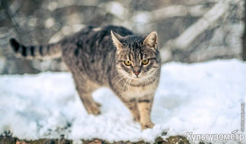 Прогулка по снежной Одессе (24 фото)
