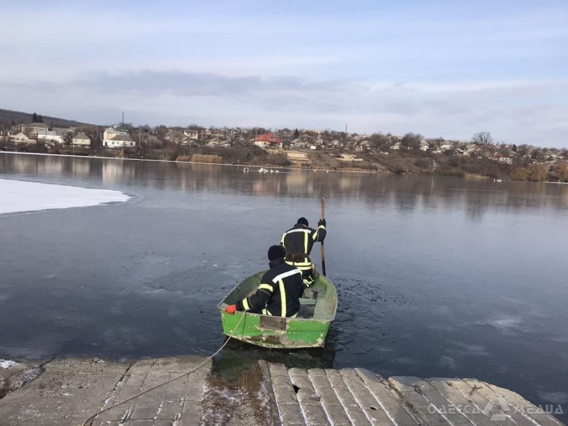 В Одесской области 16 лебедей попали в «ледяную ловушку» (фото)