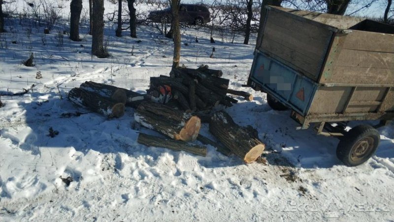 В Одесской области сгорела машина «черных» лесорубов (фоторепортаж)