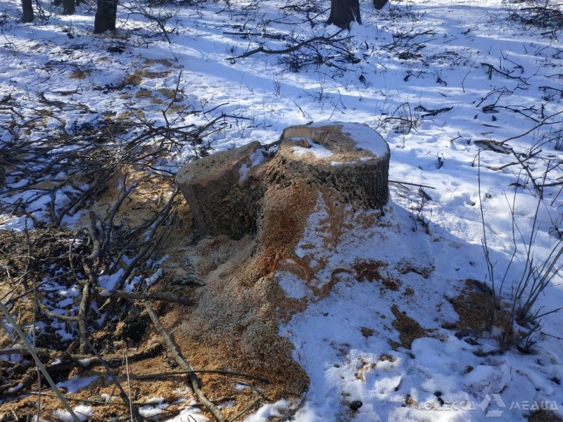 В Одесской области сгорела машина «черных» лесорубов (фоторепортаж)