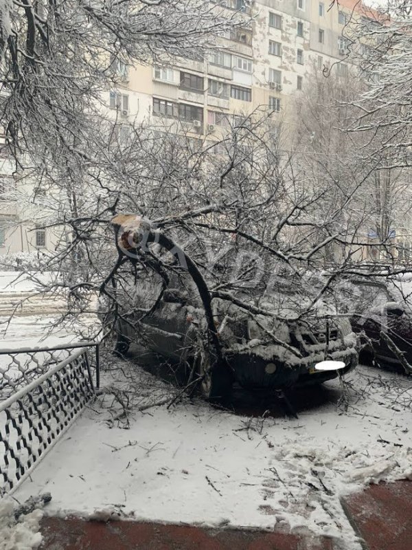 В Одессе подают деревья из-за мокрого снега: повреждены десятки автомобилей