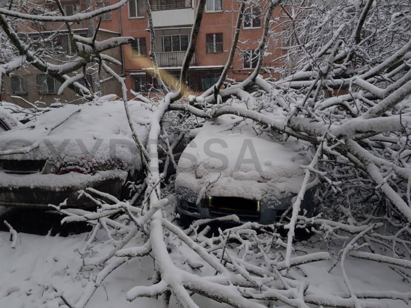 В Одессе подают деревья из-за мокрого снега: повреждены десятки автомобилей