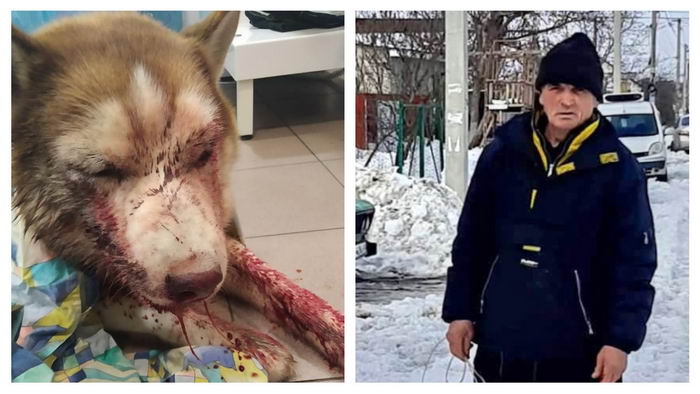 Под Одессой мужчина жестоко избил соседскую хаски граблями
