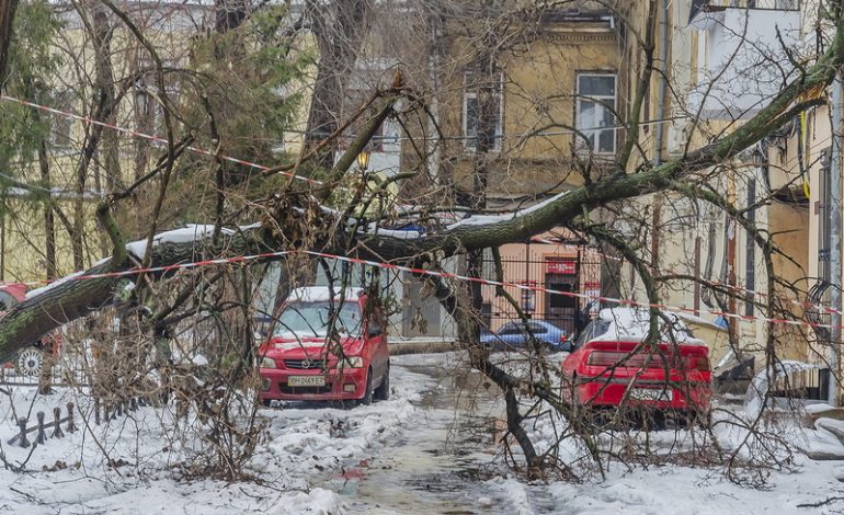 Одесса: непогода ушла, а упавшие деревья остались (фото)