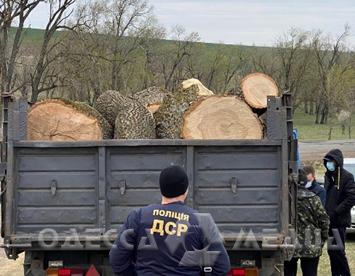 В Одессе за незаконную вырубку леса будут судить железнодорожников (фоторепортаж)