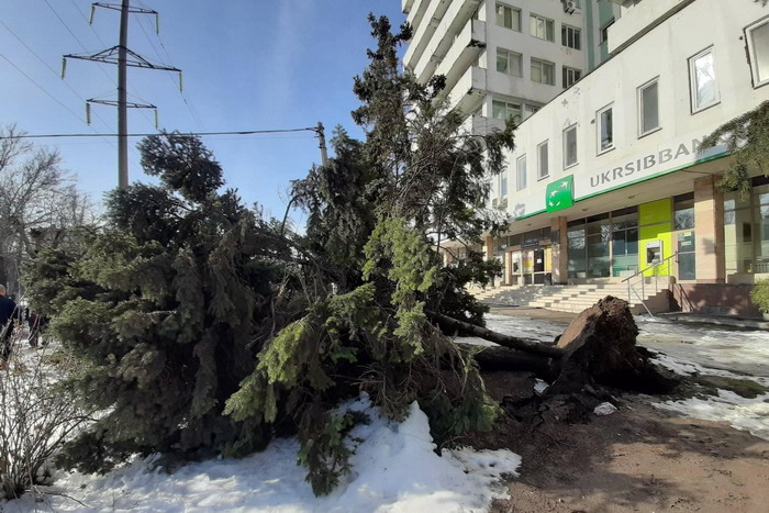 В Одессе упала семиметровая ель. Ее надеются спасти (фото)
