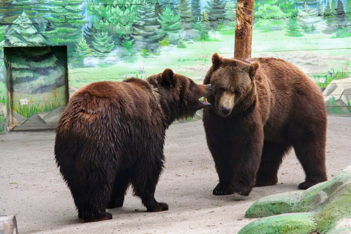 В одесском зоопарке выбрали самую романтичную пар животных