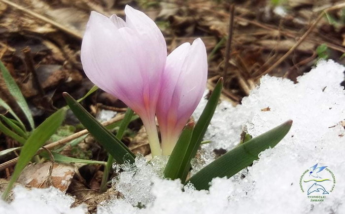 В Одесской области под снегом расцвели редкие цветы (фото)