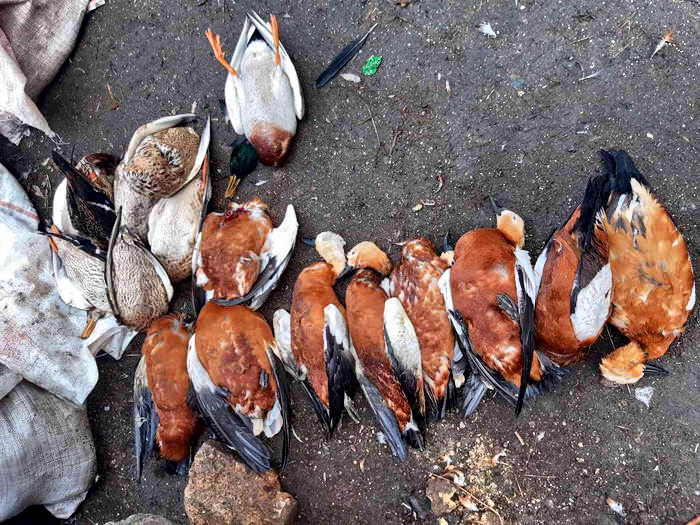 В заповеднике Аскания-Нова обнаружили массовую гибель птиц
