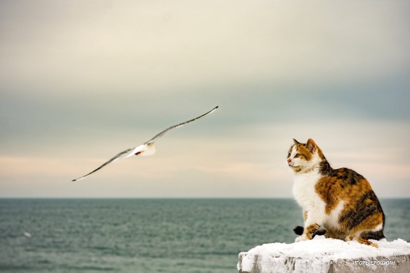 Охота кошки на чаек на одесском пляже покорила Фейсбук