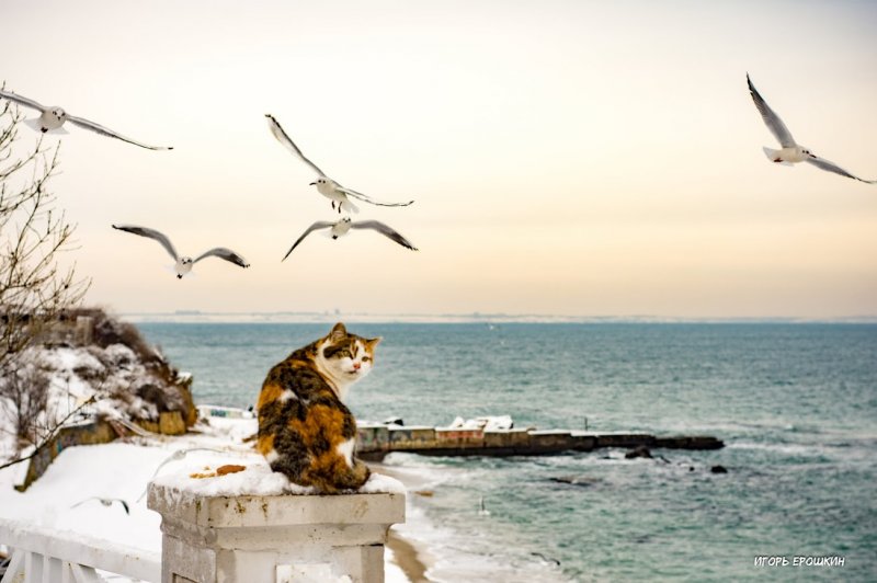 Охота кошки на чаек на одесском пляже покорила Фейсбук