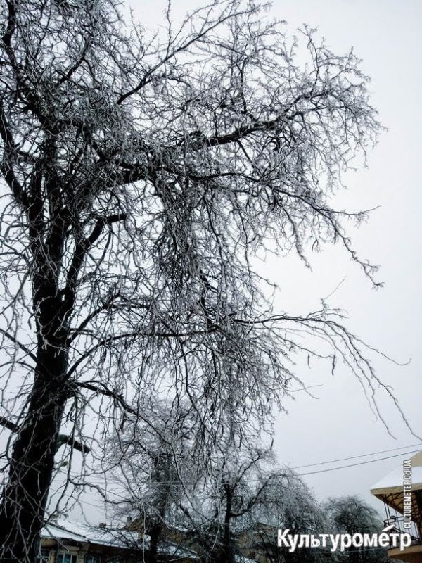 В Одессе обледенели деревья: лед сыплется на головы прохожим (фото)