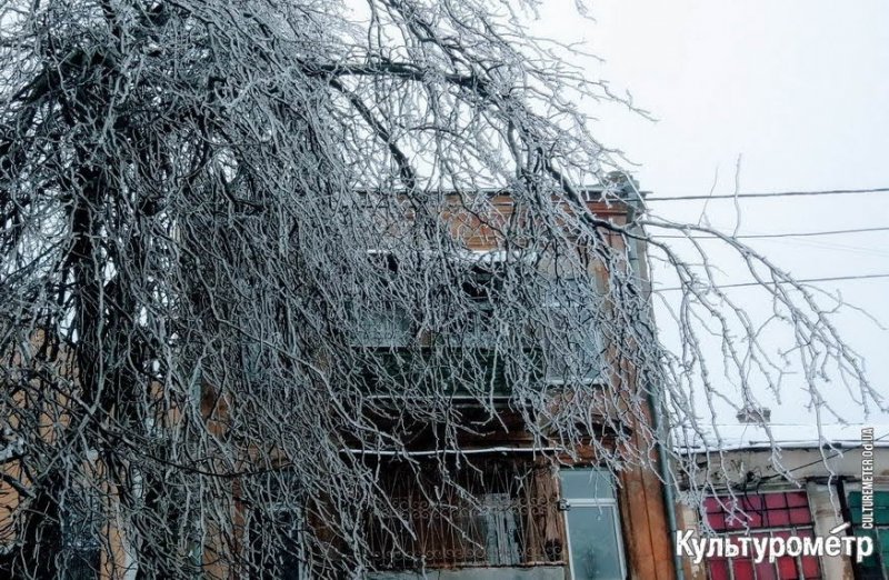 В Одессе обледенели деревья: лед сыплется на головы прохожим (фото)