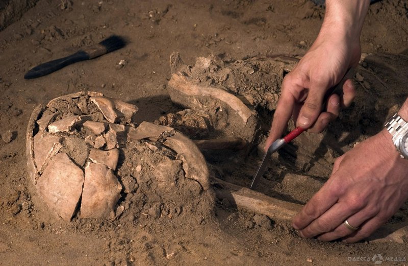 Останки древнего существа обнаружены на юге Одесской области (фото)