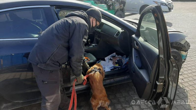 В Одесском морпорту служебная собака помогла пограничникам обнаружить более 300 боеприпасов (фото)