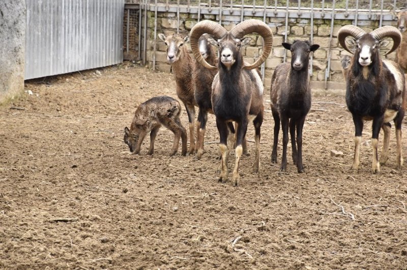 В Одесском зоопарке родились крошки муфлоны (фото)