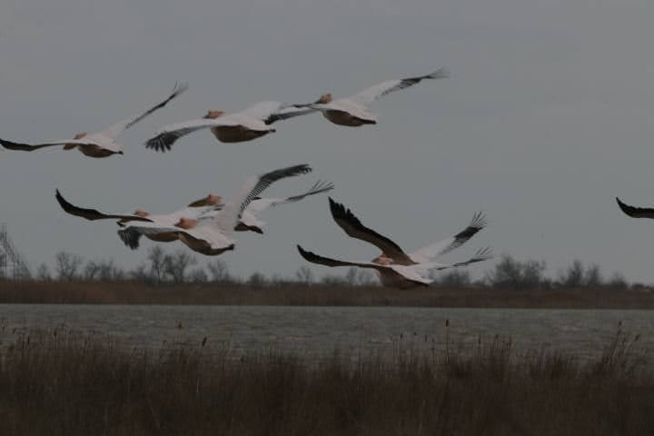 В Одесскую область вернулись стаи розовых пеликанов (фото)