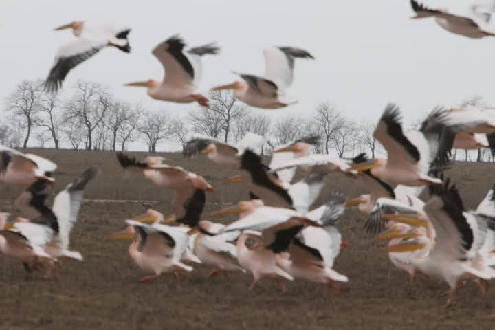 В Одесскую область вернулись стаи розовых пеликанов (фото)