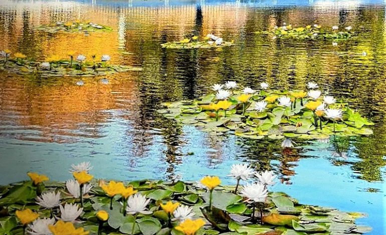 В одесском парке Победы высаживают водяные лилии