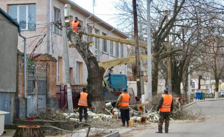 Обрезку деревьев проводят в Белгороде-Днестровском