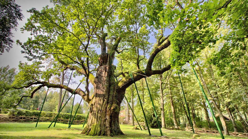 Знаменитое Иудино дерево в Горсаду необходимо срочно спасать