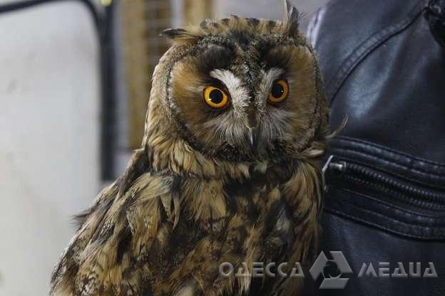 В Одессе взяли под защиту редких животных и птиц (видеокомментарий)