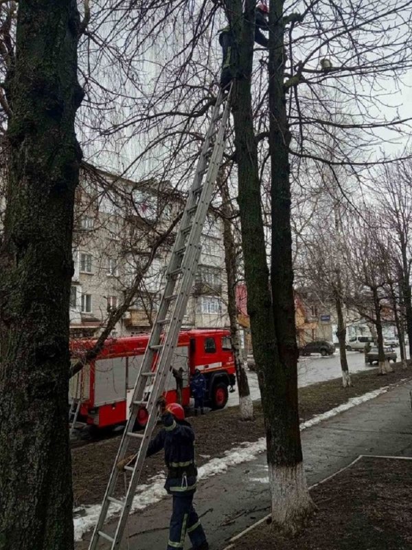 Март на дворе: в Одесской области спасали застрявших на высоте котов