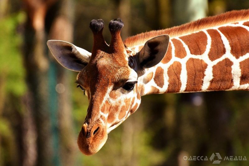Не пропустите: зоопарк приглашает одесситов на веселый праздник