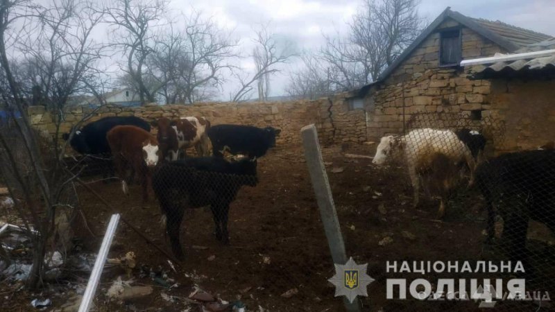 За нелюбовь к животным житель Одесской области заплатит штраф (фото)