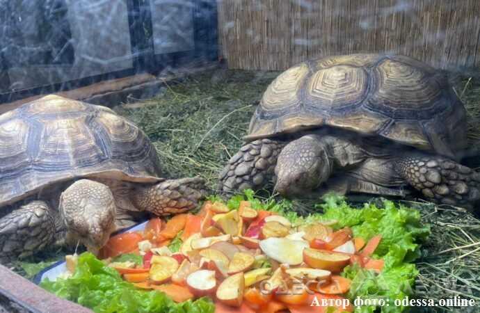 Одесский зоопарк подготовил к 1 апреля забавный ролик о побеге черепах ( видео)