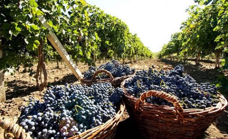 В Одесской области стремительно сокращается производство вина и виноматериалов