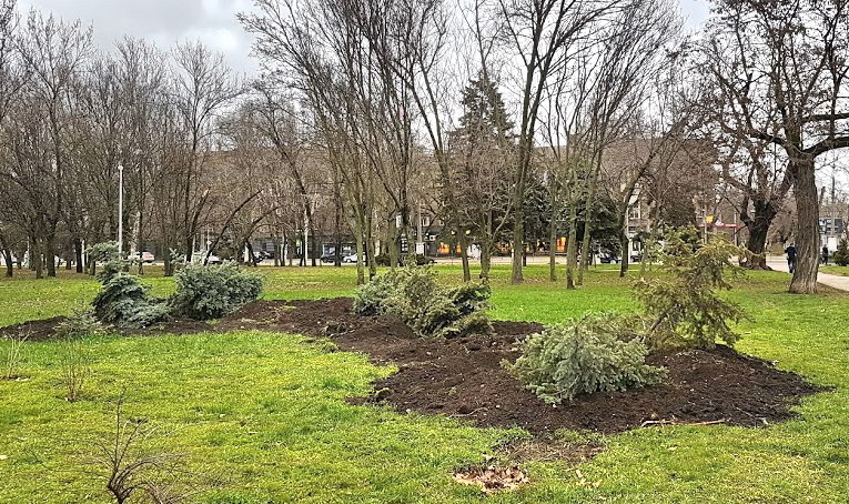 В парке у облсовета лежат выкопанные ели (фото)