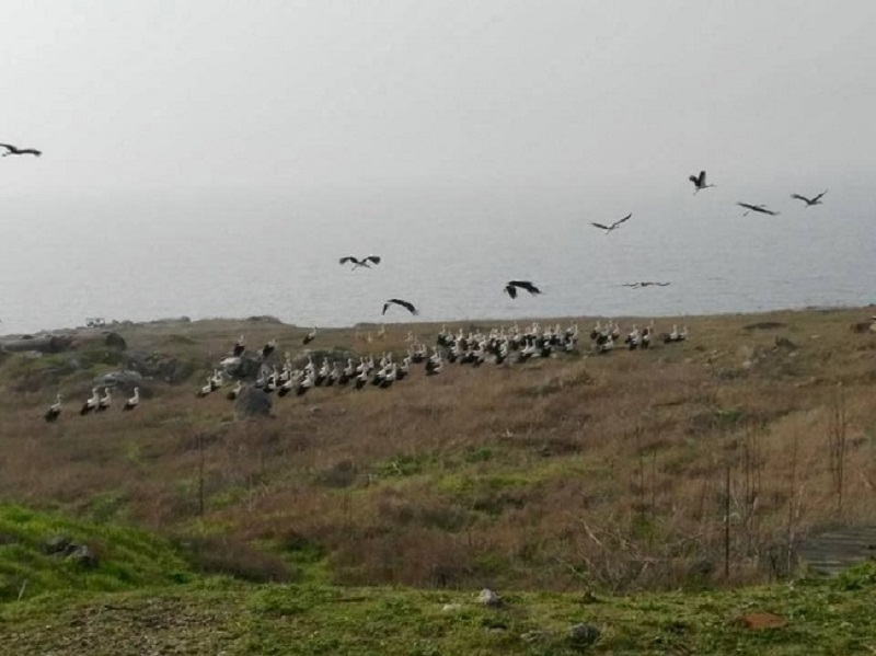 На острове Змеиный отдыхают перелетные птицы (фото)