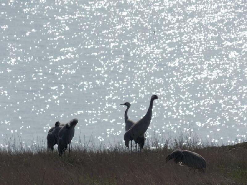 На острове Змеиный отдыхают перелетные птицы (фото)
