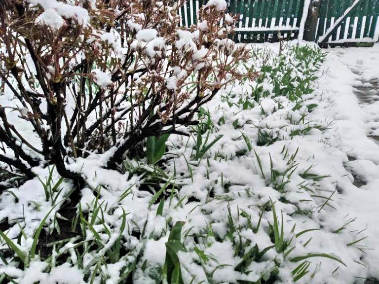 Капризы природы: в Одессой области снег, град и гроза (фото)