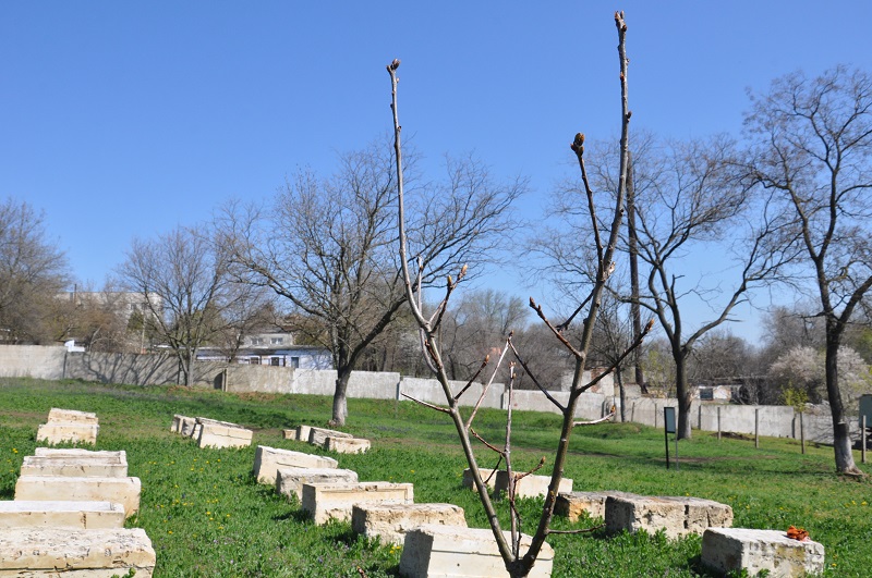 В Сарате на Лютеранском кладбище высадили дубы (фото)