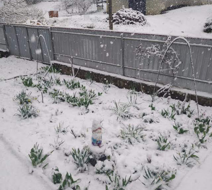 В Украине в конце апреля выпал сильный снег (фото)