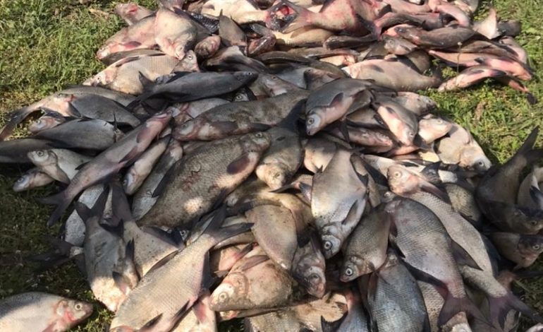 На озере Кагул браконьеры наловили лещей на 100 тысяч (фото)