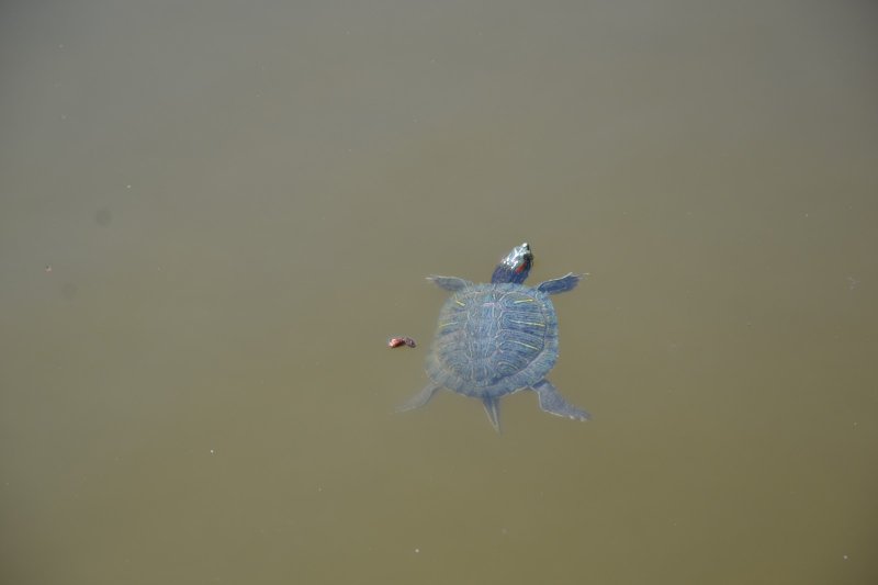 В прудах парка Победы новоселье: туда вернулись 35 черепах и лебедь (фоторепортаж)