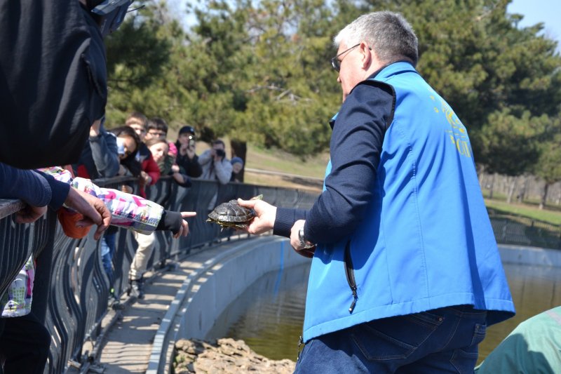 В прудах парка Победы новоселье: туда вернулись 35 черепах и лебедь (фоторепортаж)