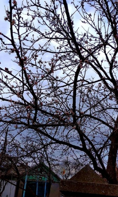 В Арцизе зацветают абрикосовые деревья