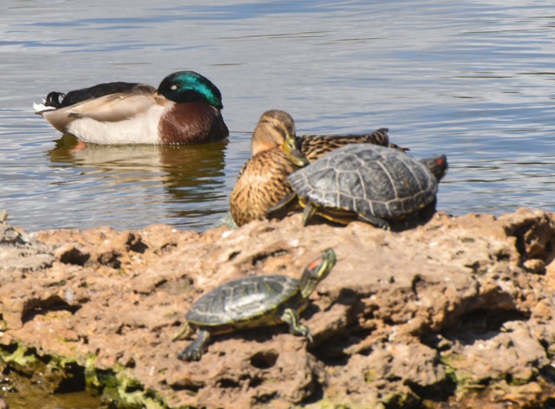 Лебедь, черепахи и утки - в одесский парк пришла весна (фоторепортаж)