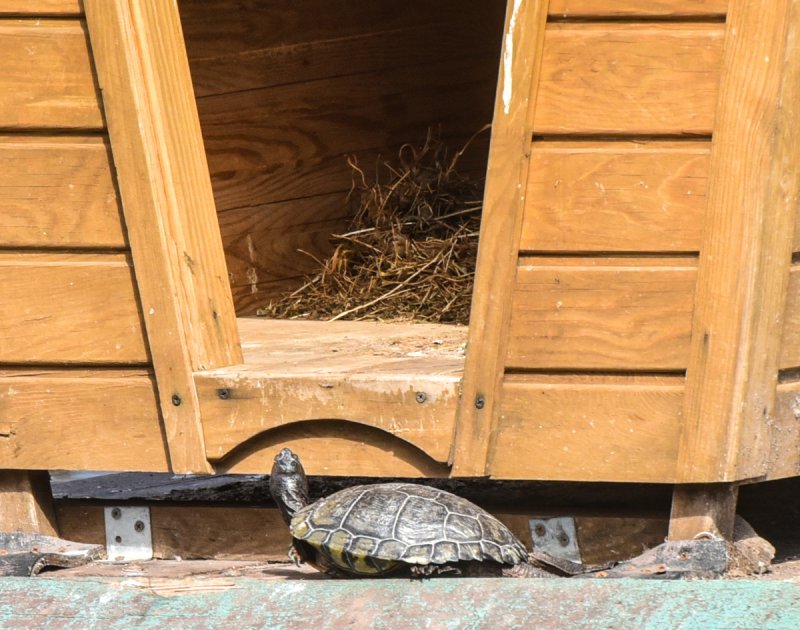 Лебедь, черепахи и утки - в одесский парк пришла весна (фоторепортаж)
