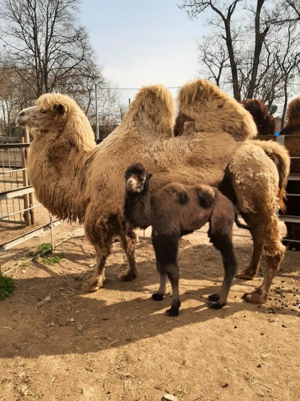 В Одесском зоопарке в семье двугорбых верблюдов-бактрианов родился детеныш (фото)