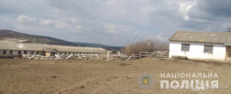 Друг не бросил друга: в Одесской области подростки украли теленка (фото)