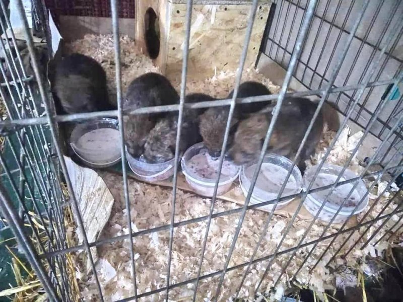 В Одесском зоопарке родились волчата