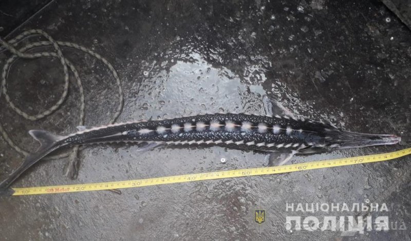 В Одесской области браконьеры выловили краснокнижных осетров: нарушителей задержали (фото, видео)